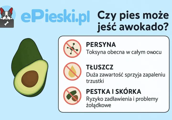 Czy pies może jeść awokado? Grafika pokazuje awokado i ostrzega przed toksyną, tłuszczem i pestką/skórką.
