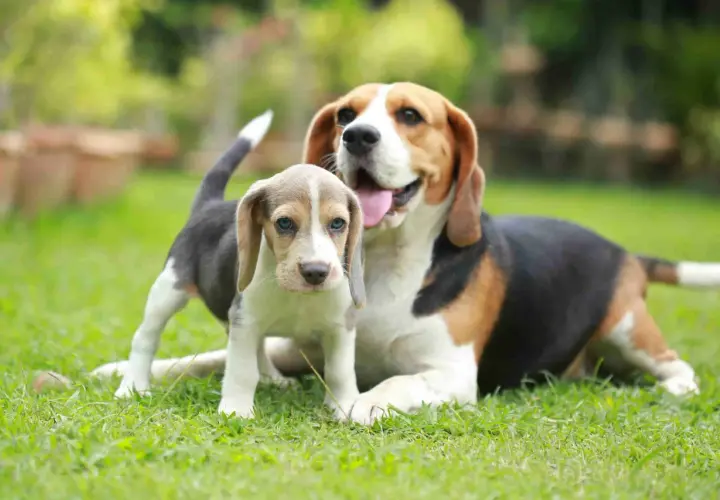 Szczeniak beagle z niebieskimi oczami i dorosły pies tej samej rasy na trawie. Idealny przykład, jak wprowadzić szczeniaka do domu z psem.