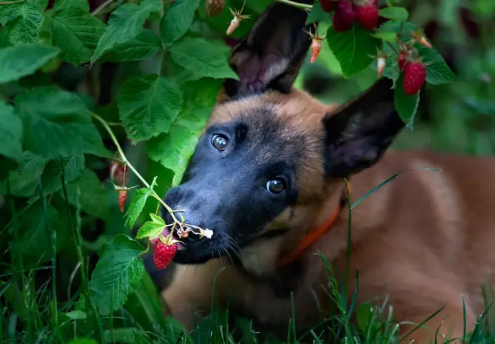 Szczeniak belgijskiego owczarka malinois próbuje maliny prosto z krzaka. Czy pies może jeść maliny? Ten maluch zdaje się być zachwycony!