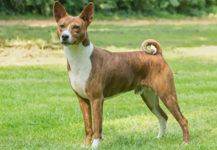 Elegancki basenji pies o pręgowanym umaszczeniu stoi na zielonej trawie, z charakterystycznie zakręconym ogonem.