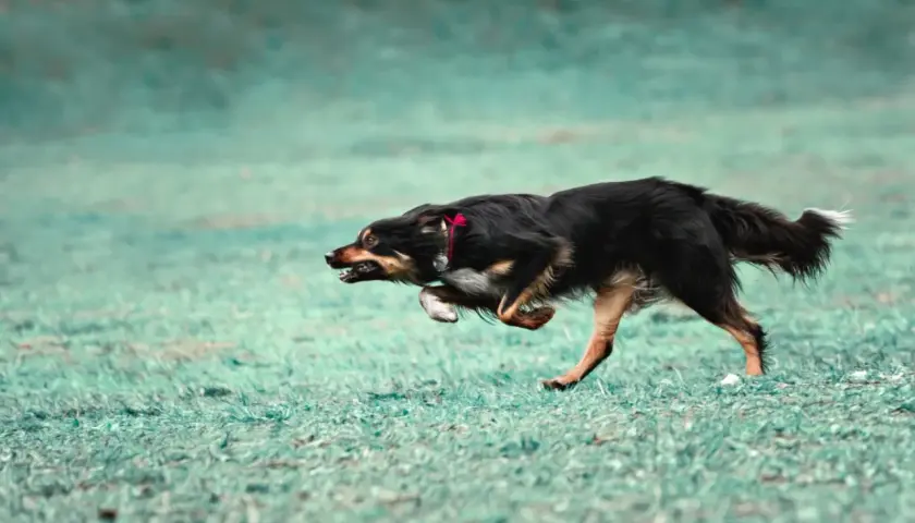 Pies w szaleńczym pędzie, doświadczający **zoomies u psa**. Jego sierść faluje, a oczy błyszczą radością biegu po zielonej trawie.