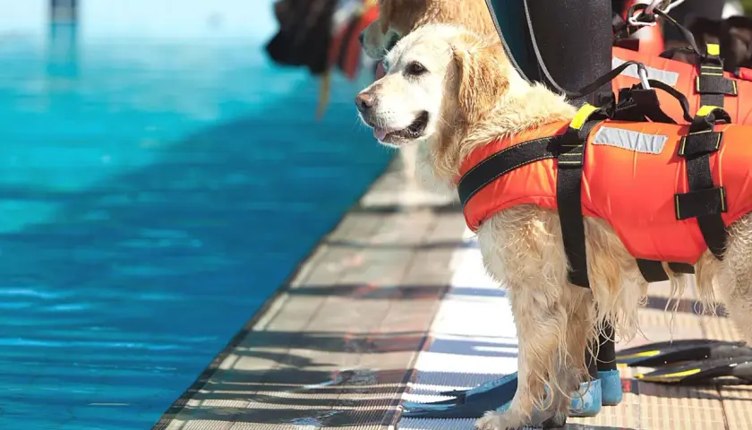 Złoty retriever w kamizelce ratowniczej czeka przy basenie. To dzielny pies ratowniczy gotowy do akcji.