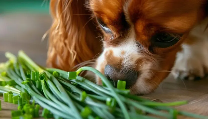 Cavalier King Charles Spaniel wącha szczypiorek. Czy pies może jeść szczypiorek? To pytanie zadaje sobie wielu właścicieli czworonogów.