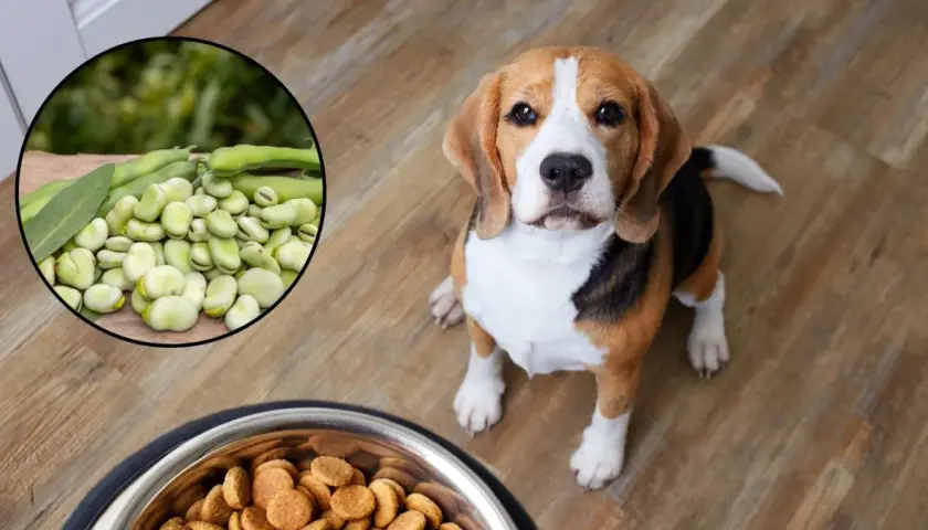 Czy pies może jeść bob? Na zdjęciu beagle siedzi obok miski z karmą, a w okręgu widać świeże boby.