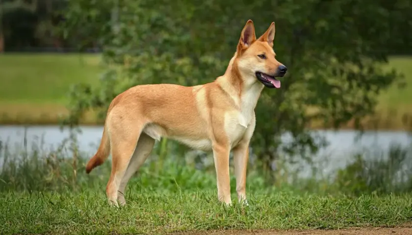 Elegancki carolina dog stoi na trawie, z pyszczkiem lekko otwartym, w tle jezioro i drzewa.