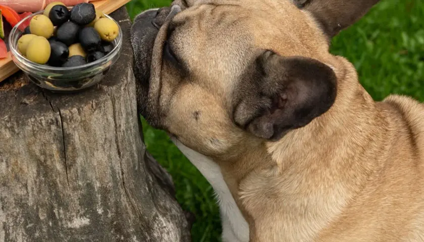 Buldog francuski wącha miseczkę z oliwkami. Czy pies może jeść oliwki? To pytanie zadaje sobie wielu właścicieli czworonogów.