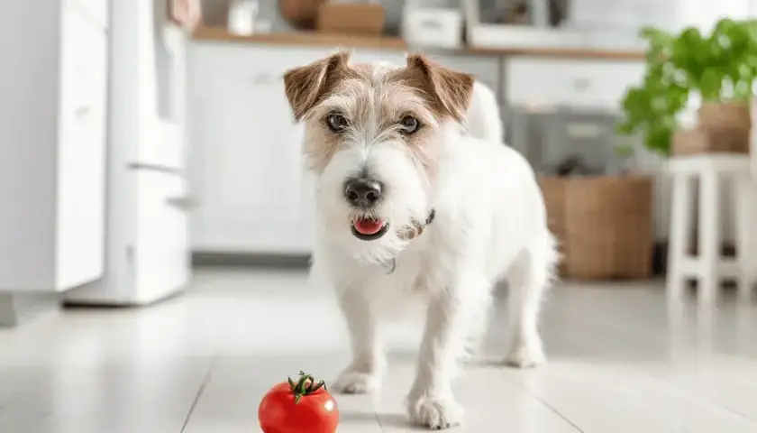 Czy pies może jeść pomidory? Uroczy piesek w kuchni patrzy na czerwonego pomidora, zastanawiając się nad jego smakiem.