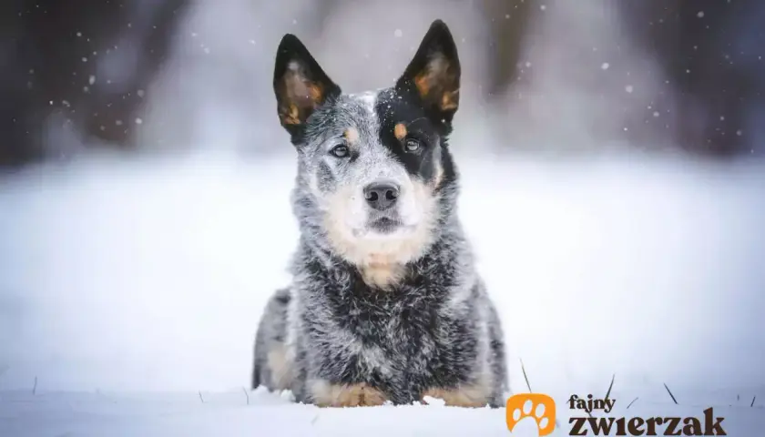 Przystojny pies blue heeler w śnieżnej scenerii. Jego spojrzenie jest czujne, a futro idealnie wtapia się w zimowy krajobraz.