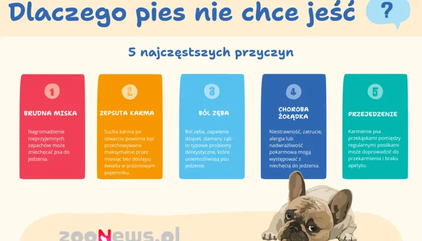 Dlaczego pies nie chce jeść? 5 przyczyn: brudna miska, zepsuta karma, ból zęba, choroba żołądka, przejedzenie. Piesek wygląda na smutnego.