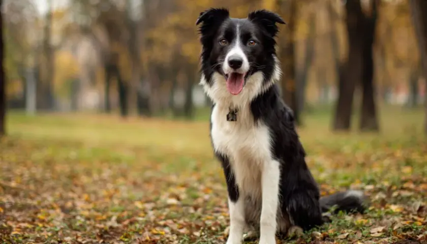 Piękny border collie siedzi na jesiennym tle. Ile żyje taki pies? Średnio 10-17 lat.