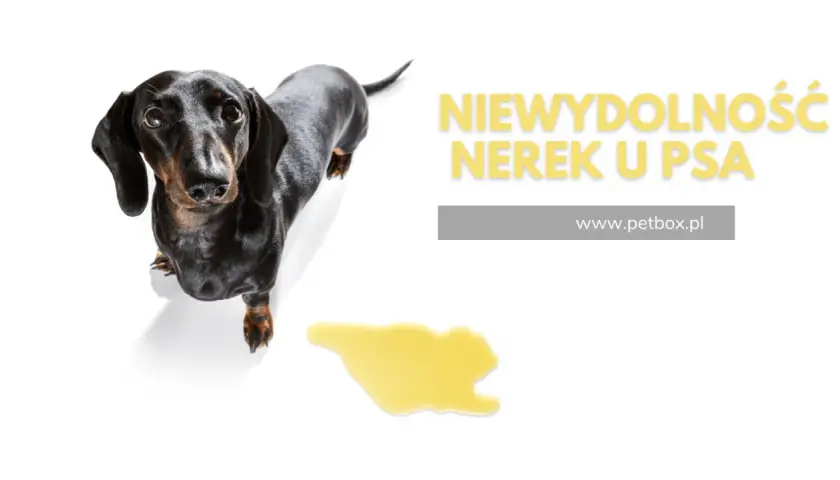 Czarny jamnik na białym tle, obok kałuża. Tekst: "Niewydolność nerek u psa". Gdzie są nerki u psa?