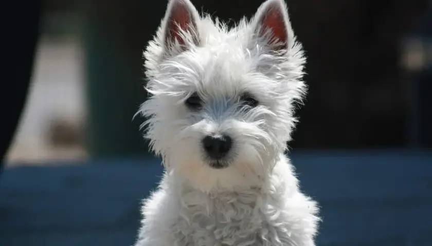 Uroczy west terrier biały z nastroszoną sierścią i czujnymi uszami patrzy prosto w obiektyw.