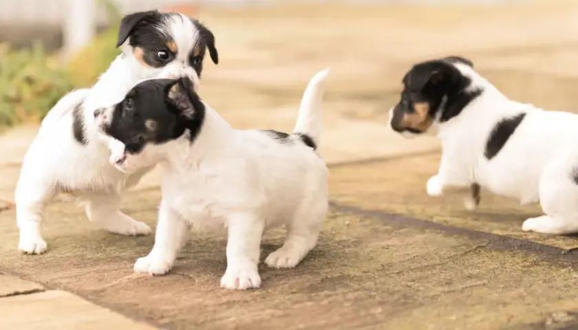 Trzy szczenięta Jack Russell Terrier uczą się chodzić, bawiąc się na zewnątrz.