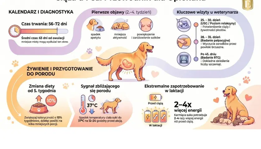 Ilustracja przedstawia ciążę u psa, jej objawy, kalendarz wizyt weterynaryjnych, żywienie i przygotowanie do porodu, a także zwiększone zapotrzebowanie energetyczne w laktacji.