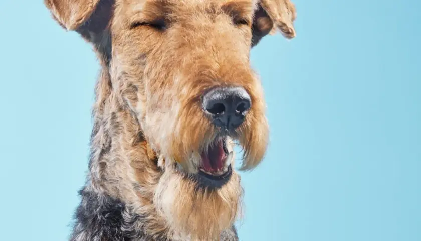 Airedale terrier z zamkniętymi oczami i otwartym pyskiem, wygląda jakby miał kichanie wsteczne u psa.