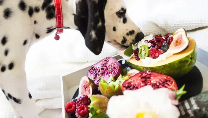 Dalmatyńczyk wącha talerz z owocami: granaty, figi, kiwi, maliny, borówki. Zastanawia się, jakie owoce może jeść pies.
