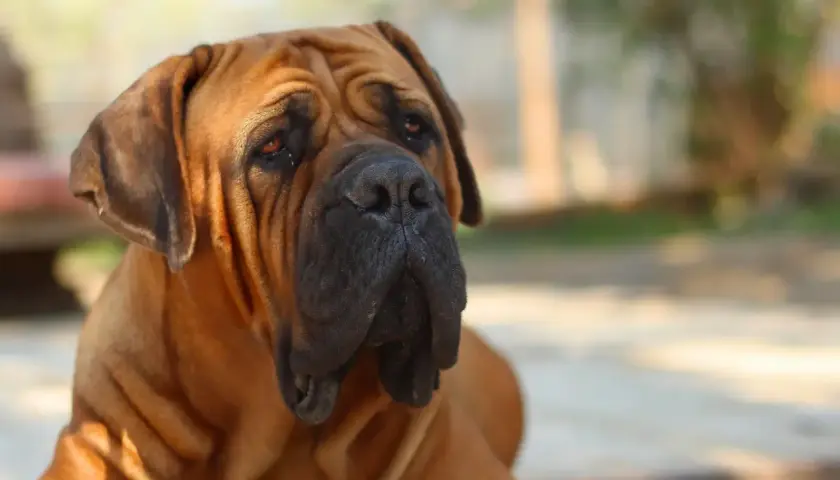 Duży brązowy pies rasy boerboel z pomarskowanym pyskiem i łagodnym spojrzeniem.