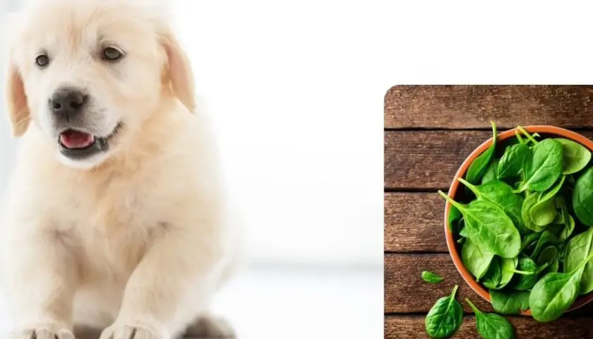 Uroczy szczeniak golden retrievera zastanawia się, czy pies może jeść szpinak. Obok miska pełna świeżego szpinaku.