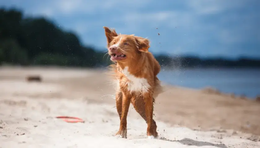 Rudy pies na plaży otrzepuje się z piasku i wody, bo właśnie wyszedł z jeziora.
