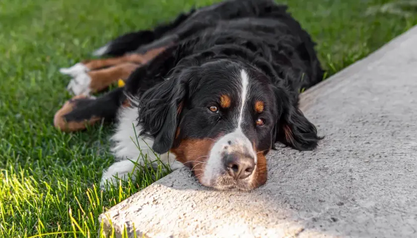 Bernese mountain dog leży na trawie, odpoczywając. Pamiętaj, że ksylitol dla psa jest toksyczny!