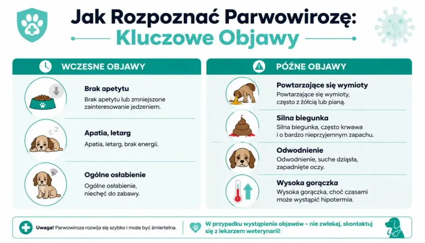 Parwowiroza u psa: objawy wczesne (brak apetytu, apatia) i późne (wymioty, biegunka, odwodnienie, gorączka).