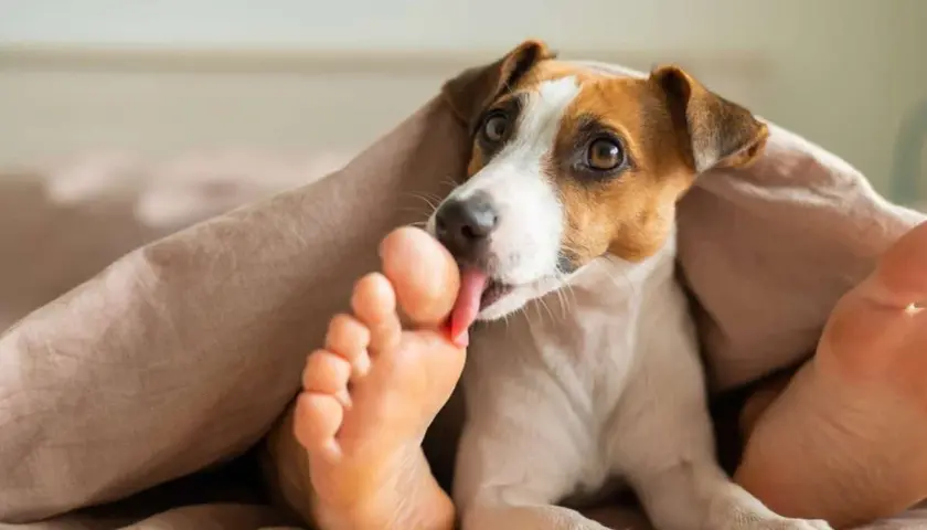 Pies Jack Russell Terrier liże ludzką stopę pod kołdrą. Może to być oznaka przywiązania lub próba zaspokojenia ciekawości.