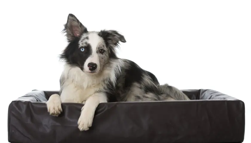 Pies rasy border collie z heterochromią, leżący w brązowym legowisku. Czy pies może mieć ADHD? Ten bystry piesek z pewnością ma mnóstwo energii!