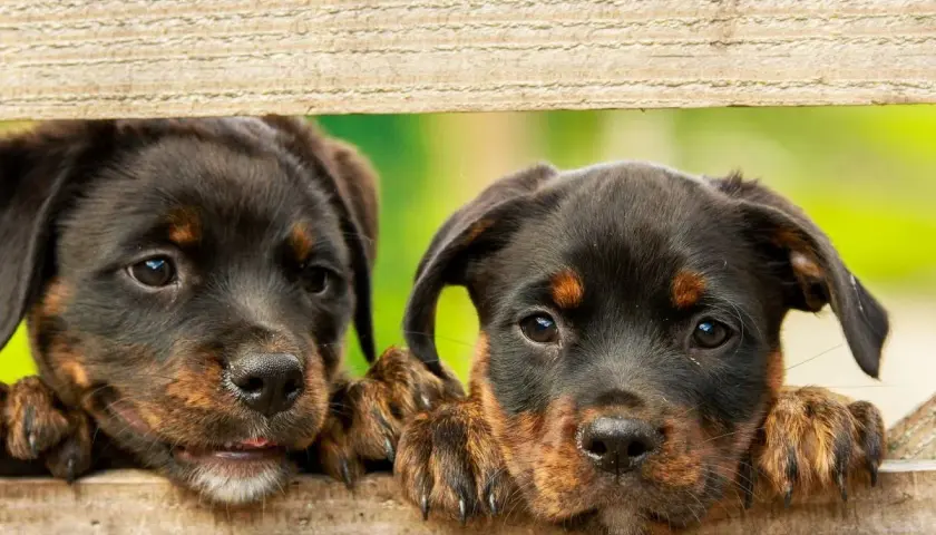 Dwa urocze szczenięta Rottweilera zaglądają przez drewniane deski. Szukają inspiracji na najładniejsze imiona dla psa samca.