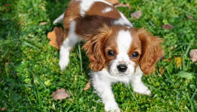 Uroczy piesek rasy Cavalier King Charles Spaniel, o brązowo-białym umaszczeniu, siedzi na trawie.