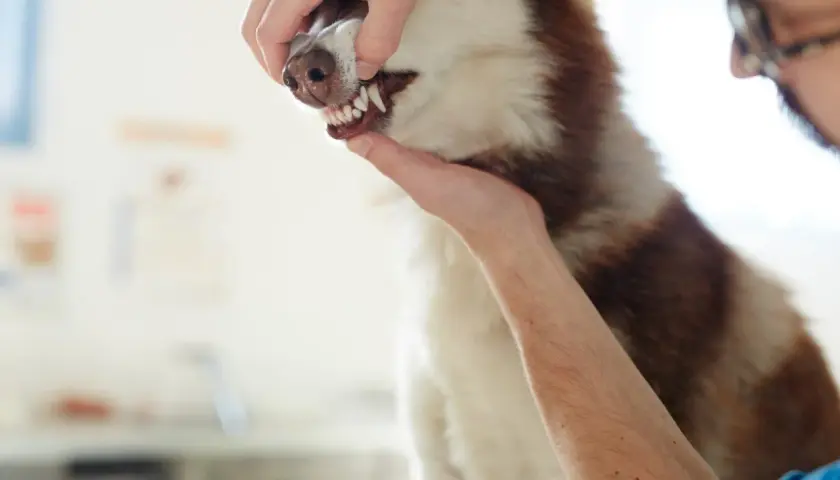 Weterynarz bada blade dziąsła u psa rasy husky. Pies ma biało-brązowe futro.