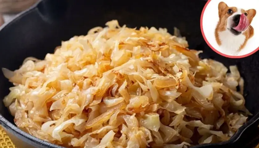 Czy pies może jeść bigos? Na zdjęciu bigos w garnku i piesek z językiem na wierzchu, jakby chciał spróbować.