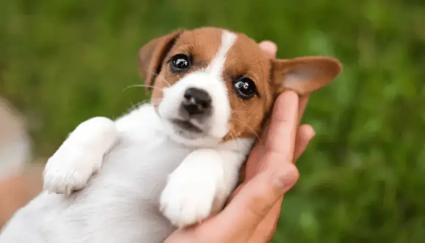 Uroczy szczeniak Jack Russell w dłoniach, idealny kandydat na imię dla szczeniaka.