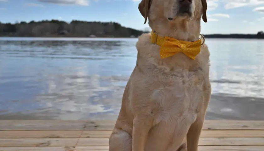 Labrador w żółtej muszce siedzi na drewnianym pomoście nad jeziorem.