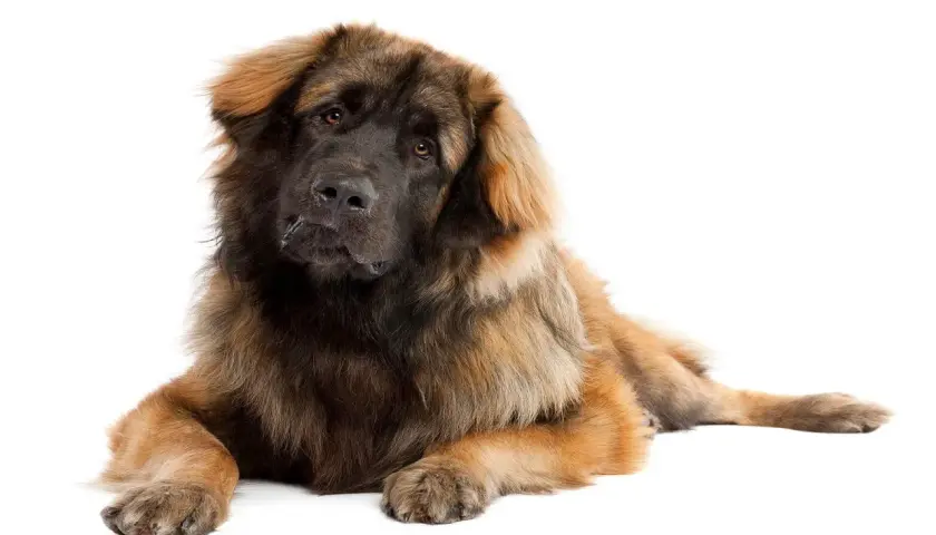 Leonberger, potężny pies o gęstej, brązowej sierści, leży spokojnie, spoglądając z zaciekawieniem.