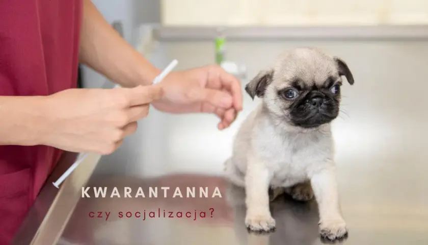 Mały mopsik na stole weterynaryjnym, obok ręce przygotowujące zastrzyk. Czy to kwarantanna szczeniaka, czy czas na socjalizację?