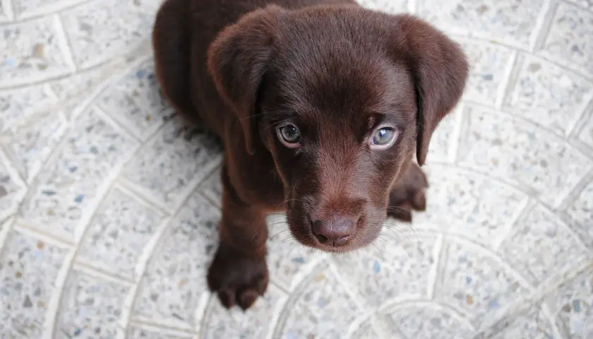 Uroczy, brązowy piesek labrador patrzy w górę z nadzieją.