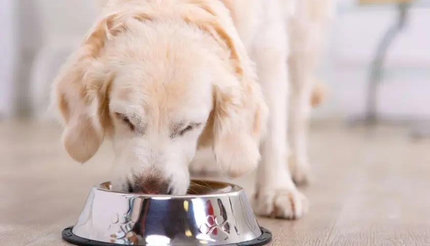 Złocisty retriever pochyla się nad miską, jedząc. Czy pies może jeść groszek? Ten słodki piesek na pewno chętnie spróbowałby!