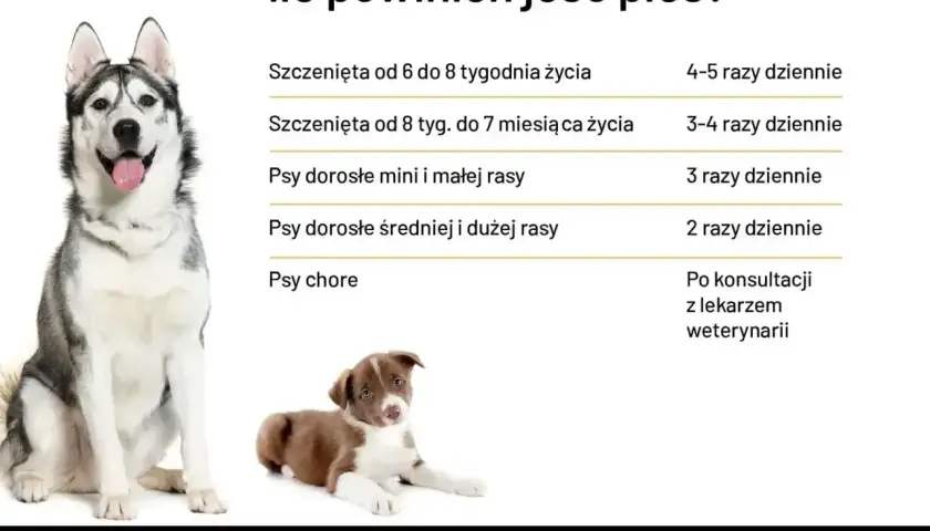 Tabela z zaleceniami dotyczącymi karmienia psów. Dowiedz się, jaka dieta dla psa jest najlepsza w zależności od wieku i rasy.