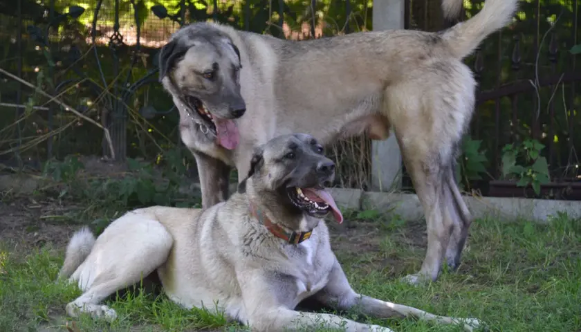Dwa psy rasy kangal, jeden leży, drugi stoi. To piękny przykład hodowli kangali.