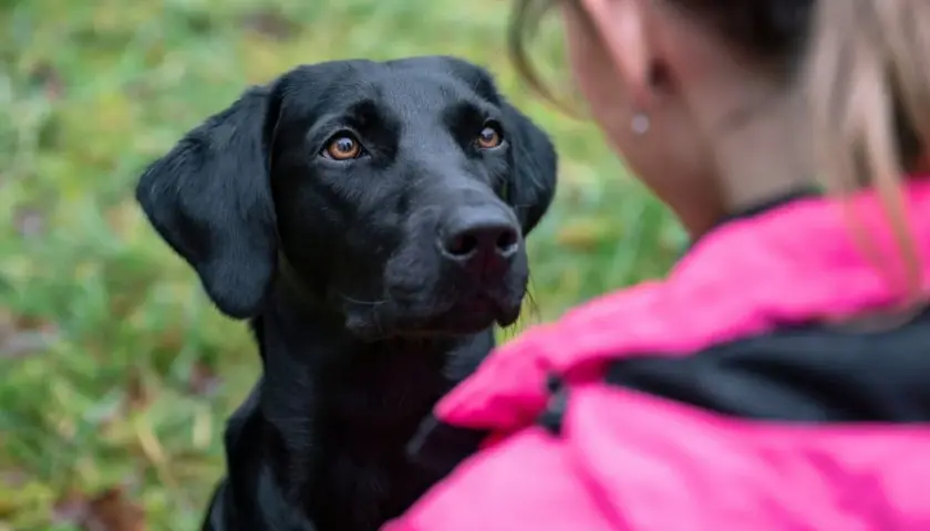 Czarny labrador patrzy z uwagą na dziewczynę w różowej kurtce. Zastanawiasz się, dlaczego pies chodzi za mną krok w krok? To dowód jego przywiązania!