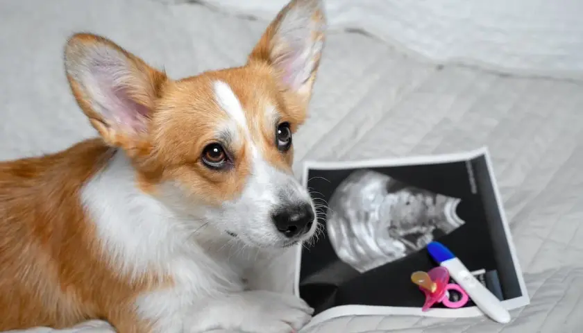 Corgi patrzy na zdjęcie USG i test ciążowy. Czy to oznacza, że pies chodzi w ciąży?
