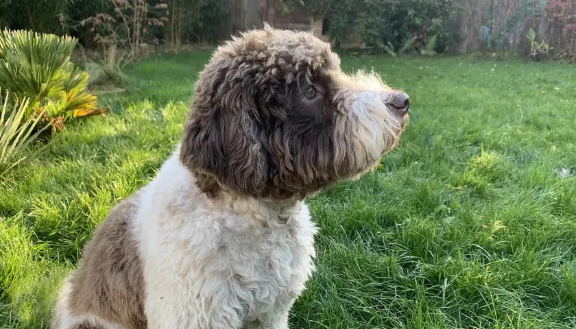Lagotto romagnolo charakter: pies siedzi na trawie, wpatrzony w dal. Jego kudłata sierść w odcieniach brązu i bieli świadczy o jego żywiołowości.