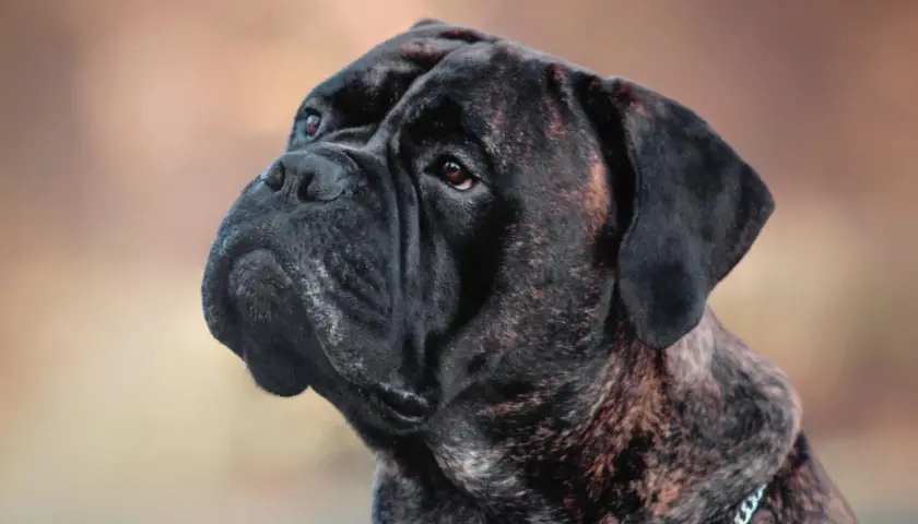 Portret potężnego bullmastiffa. Czy bullmastiff jest agresywny? Ten pies wygląda na spokojnego, ale czujnego.