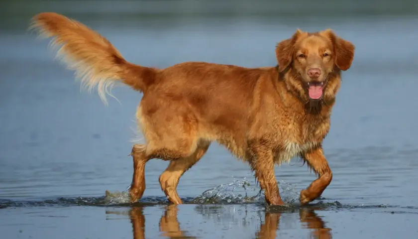 Radosny retriever z Nowej Szkocji brodzi w wodzie, machając puszystym ogonem.