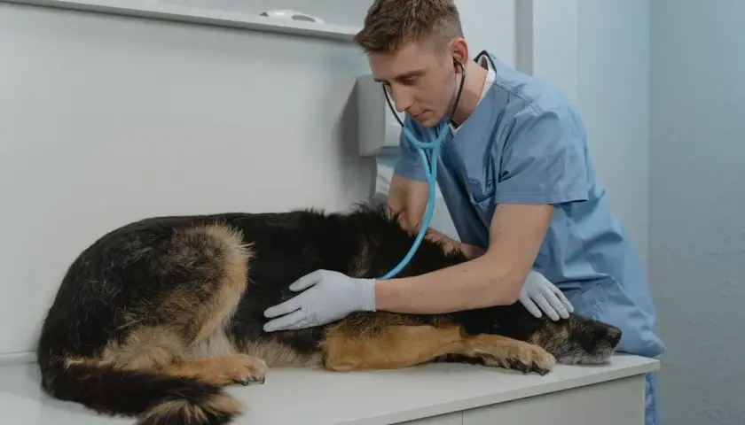 Weterynarz bada psa z wzdętym brzuchem. Pies leży na stole, a lekarz osłuchuje go stetoskopem.