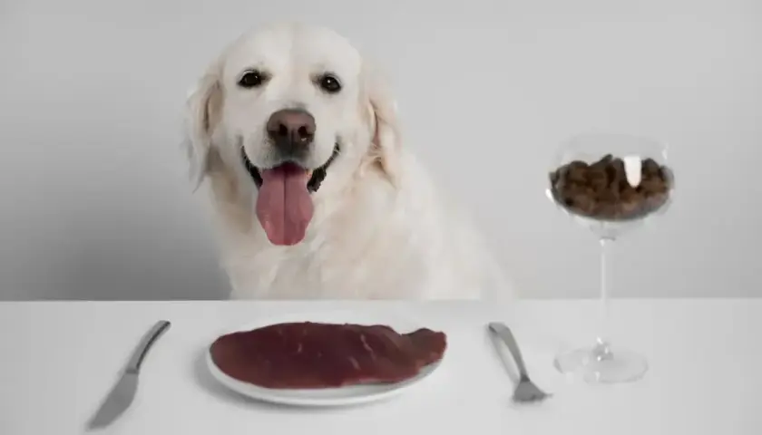 Uśmiechnięty pies czeka na posiłek. Czy pies może jeść rosół? Na stole talerz z mięsem, sztućce i kieliszek z karmą.