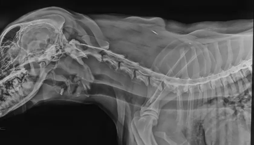 RTG psa z widoczną jamistością rdzenia kręgowego. Widoczny implant w okolicy kręgosłupa.