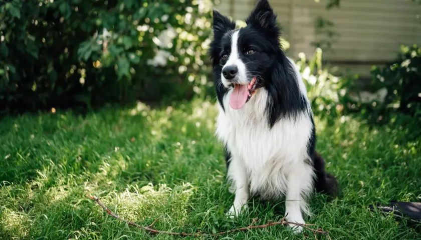 Inteligentny border collie siedzi na trawie, gotowy do zabawy. To jeden z najmądrzejszych psów.