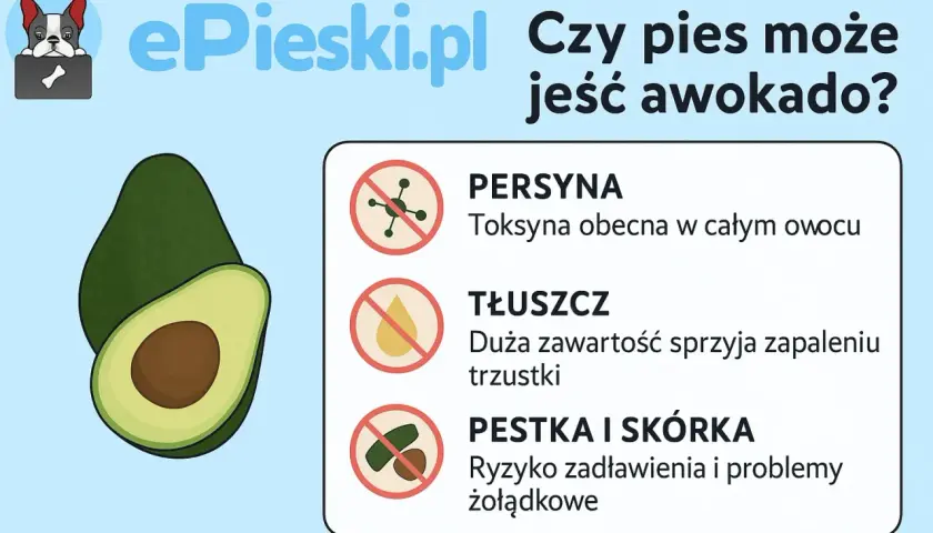 Czy pies może jeść awokado? Grafika pokazuje awokado i ostrzega przed toksyną, tłuszczem i pestką/skórką.