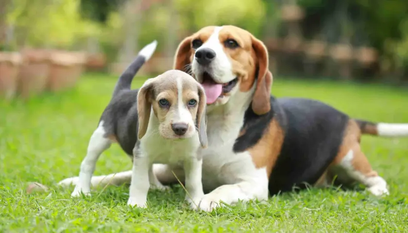 Szczeniak beagle z niebieskimi oczami i dorosły pies tej samej rasy na trawie. Idealny przykład, jak wprowadzić szczeniaka do domu z psem.